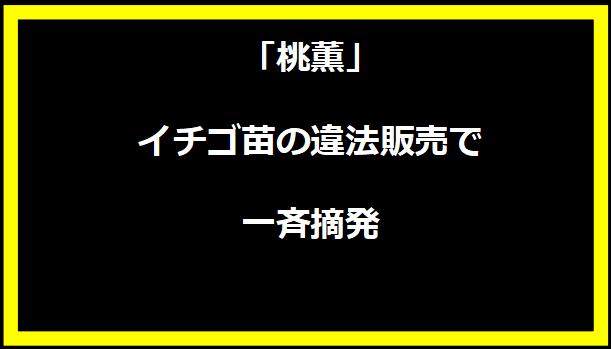 「桃薫」イチゴ苗の違法販売で一斉摘発