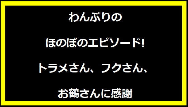 わんぷりのほのぼのエピソード!トラメさん、フクさん、お鶴さんに感謝