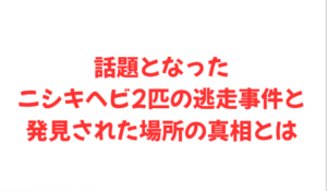話題となったニシキヘビ2匹の逃走事件と発見された場所の真相とは