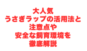大人気うさぎラップの活用法と注意点や安全な飼育環境を徹底解説