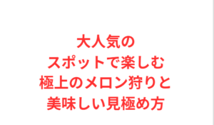 大人気のスポットで楽しむ極上のメロン狩りと美味しい見極め方